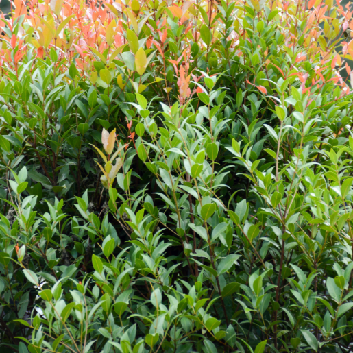 Syzygium Northern Select