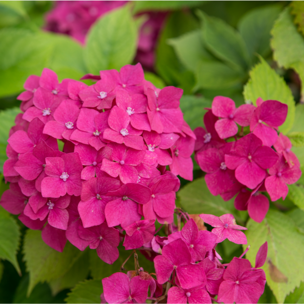 Hydrangea macrophylla - Pink