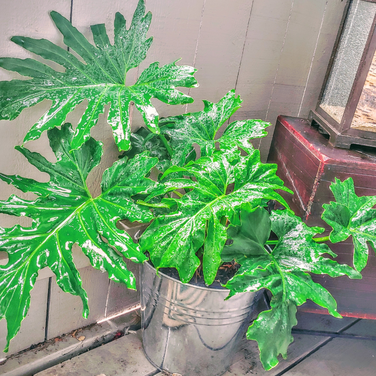 Philodendron Hope