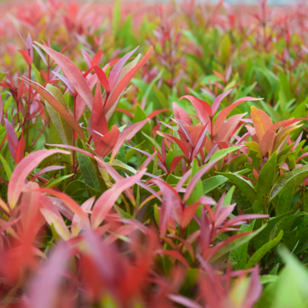 Syzygium Winter Lights