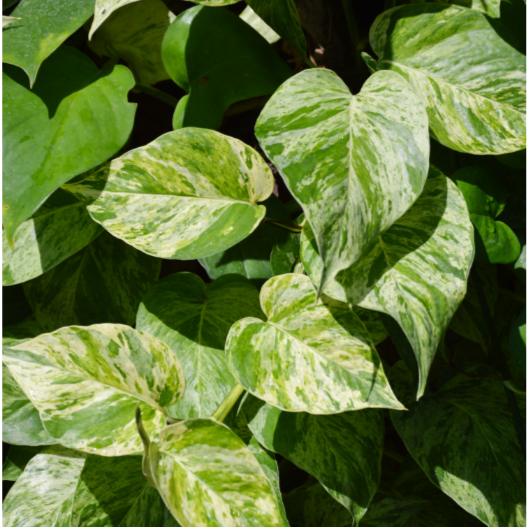 Epipremnum Aureum Pearls