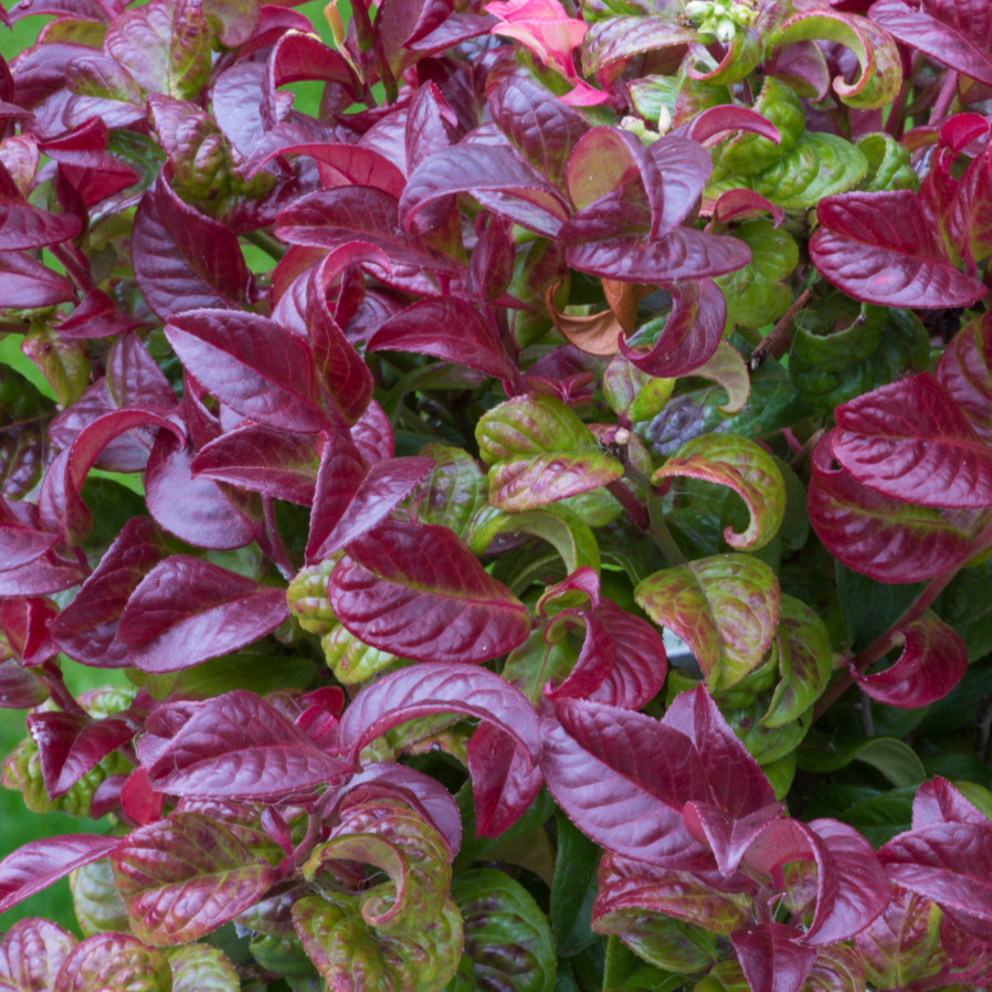 Leucothoe Twisting Red