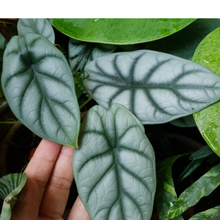 Alocasia Bisma Silver
