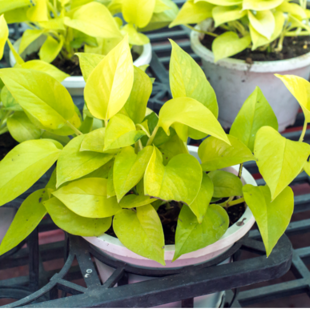 Epipremnum Aureum Goldilocks