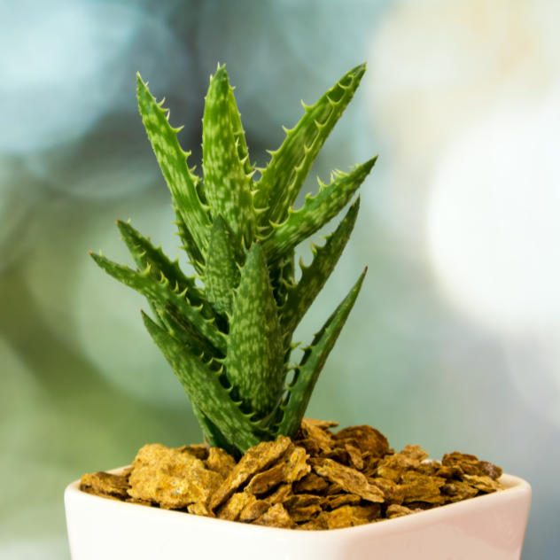 Aloe juvenna {Tiger Tooth}