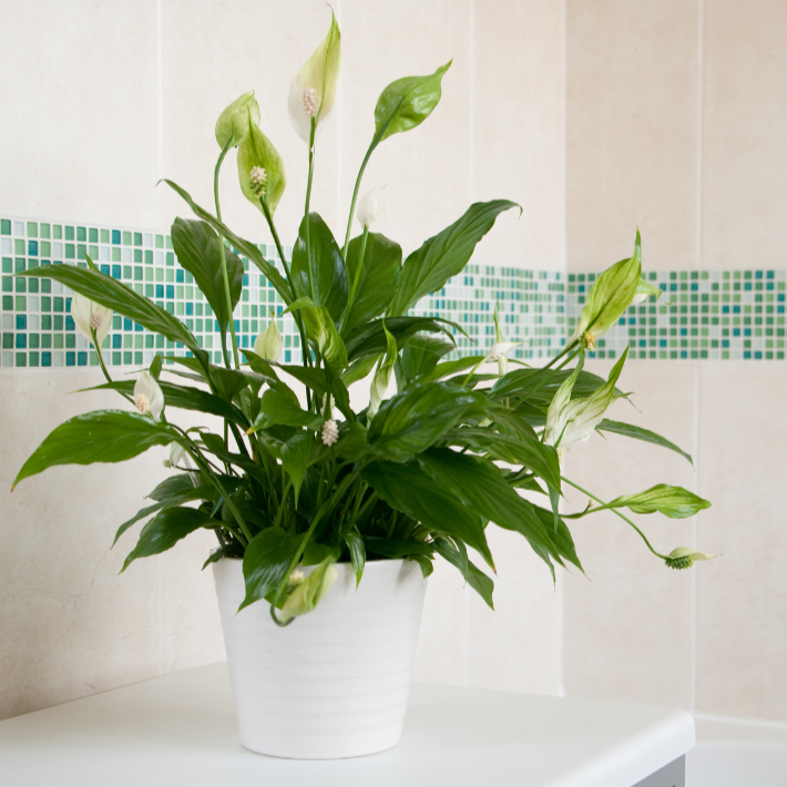 Spathiphyllum Jet Diamond