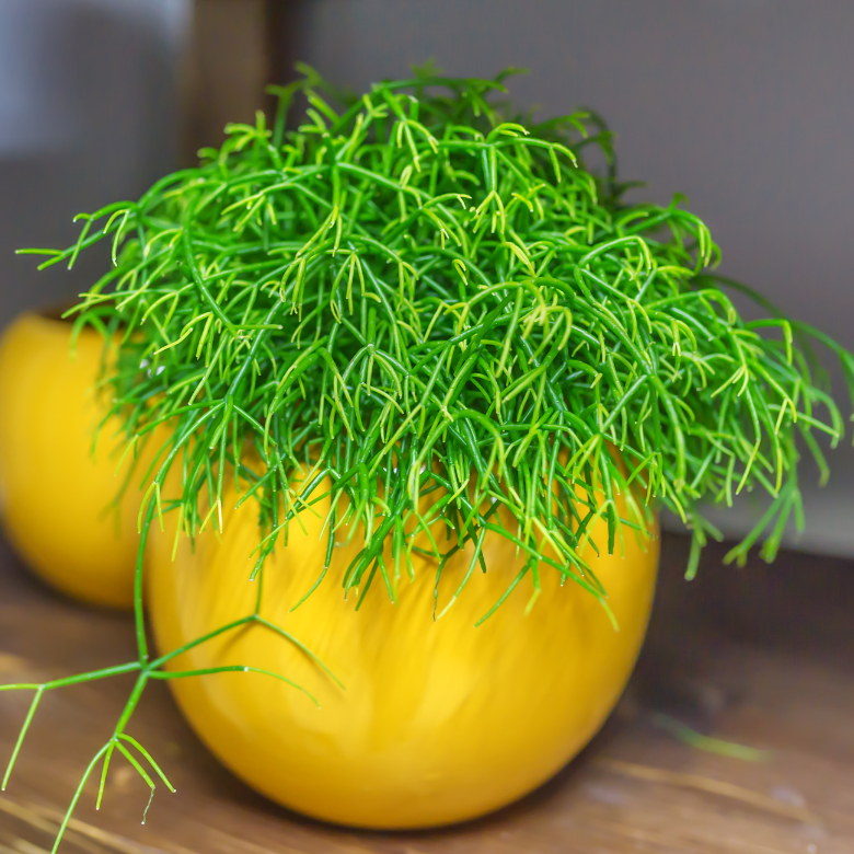 Rhipsalis Camposportoana