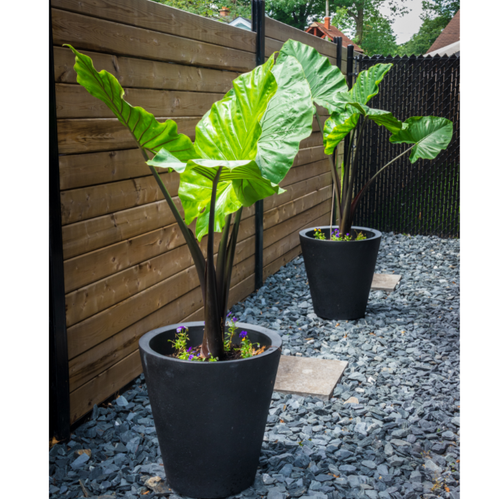 Alocasia macrorrhizos {Giant Elephant Ear}