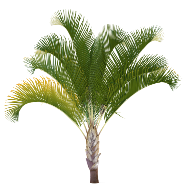Dypsis decaryi
