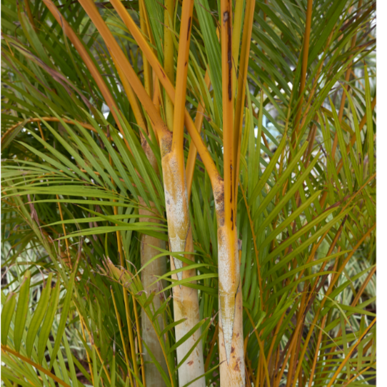 Dypsis decaryi