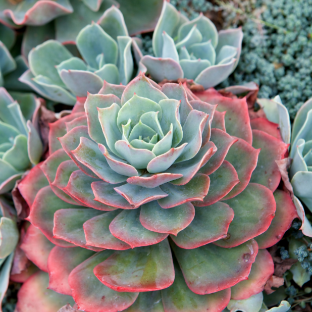 Echeveria colorata