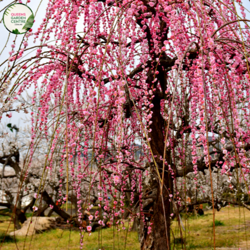 Prunus Cheals Weeping Standard