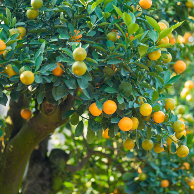 kumquat (Citrus Cumquart Fortunella Japonica)