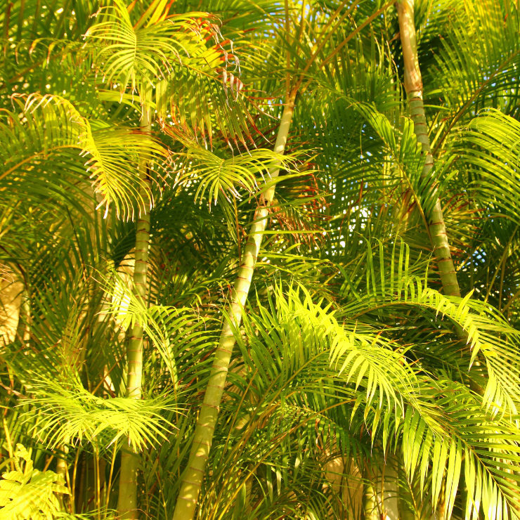 Dypsis lutescens