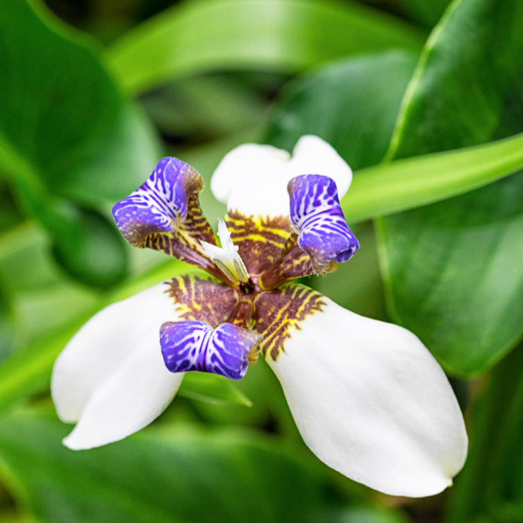 Neomarica Gracilis (syn. bicolor) {Brazilian Walking Iris}