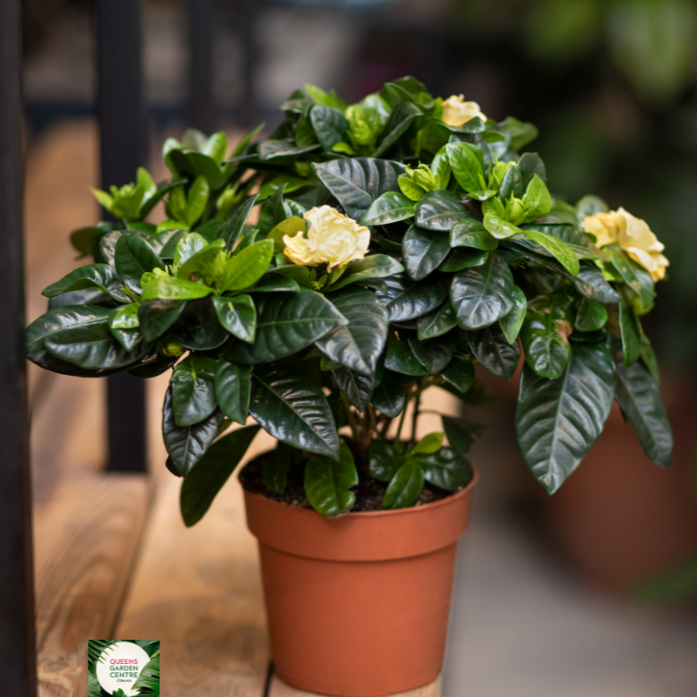 Gardenia Augusta 'Florida'