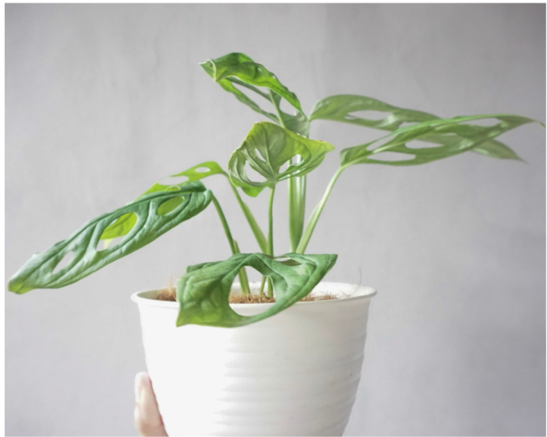 Monstera Adansonii