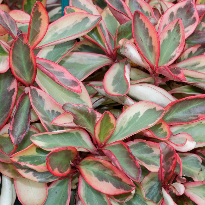 Peperomia clusiifolia Jelly (Jellie)