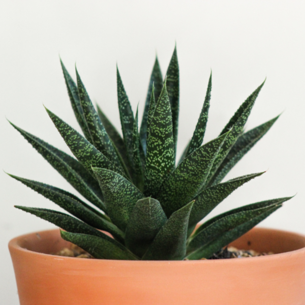 Aloe Wonder