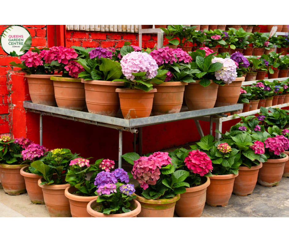Hydrangea 'Magical Ruby Red'