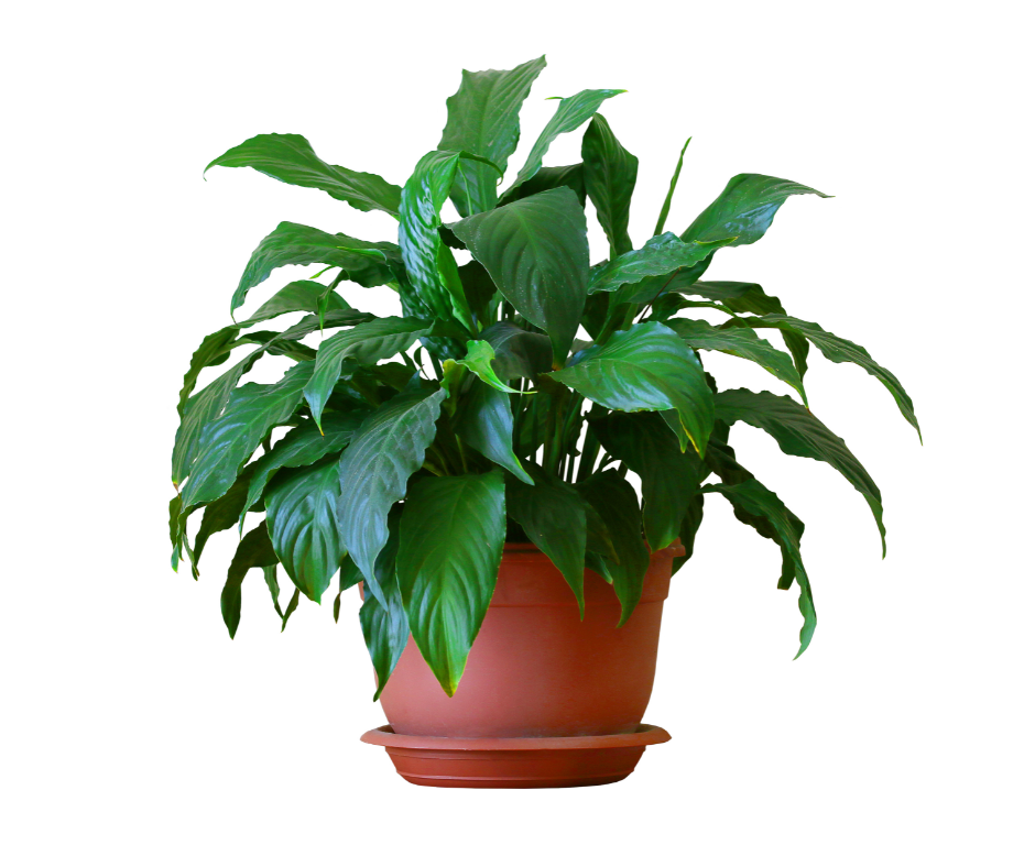 Spathiphyllum Sensation