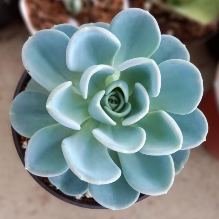 Echeveria Asanta Sana