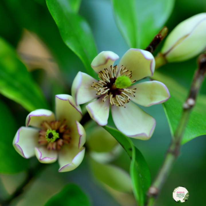 Michelia Yunnanensis Scented Pearl (Magnolia)