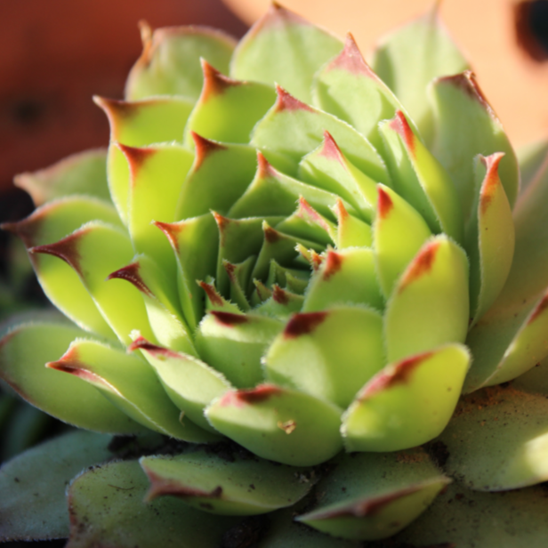 Echeveria agavoides lipstick