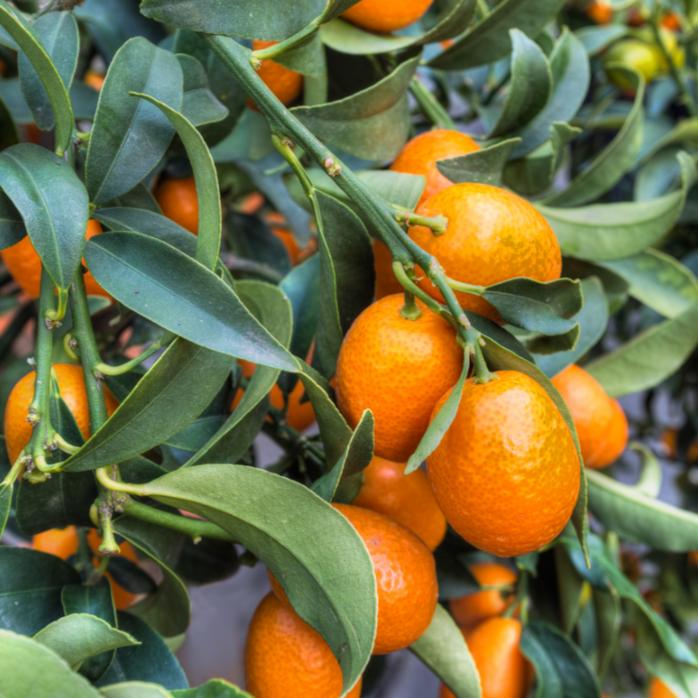 kumquat (Citrus Cumquart Fortunella Japonica)