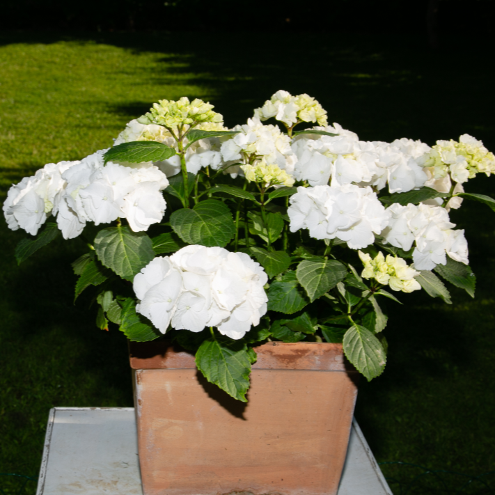 Hydrangea 'White Knight'