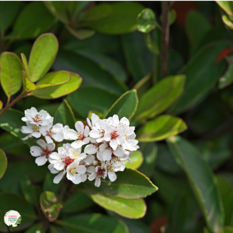 Rhaphiolepis 'Intermedia'