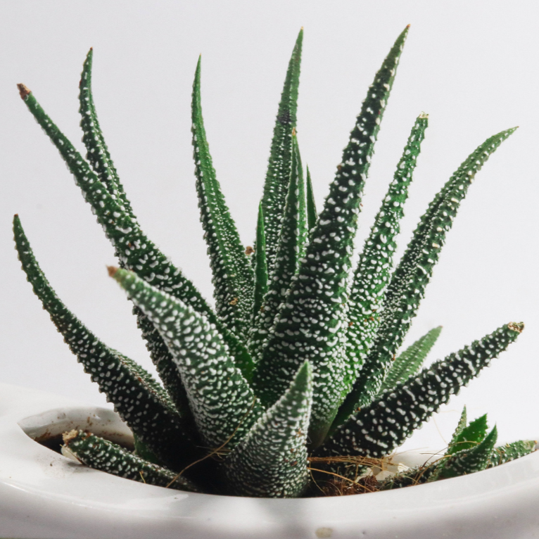 Aloe aristata {Lace Aloe}