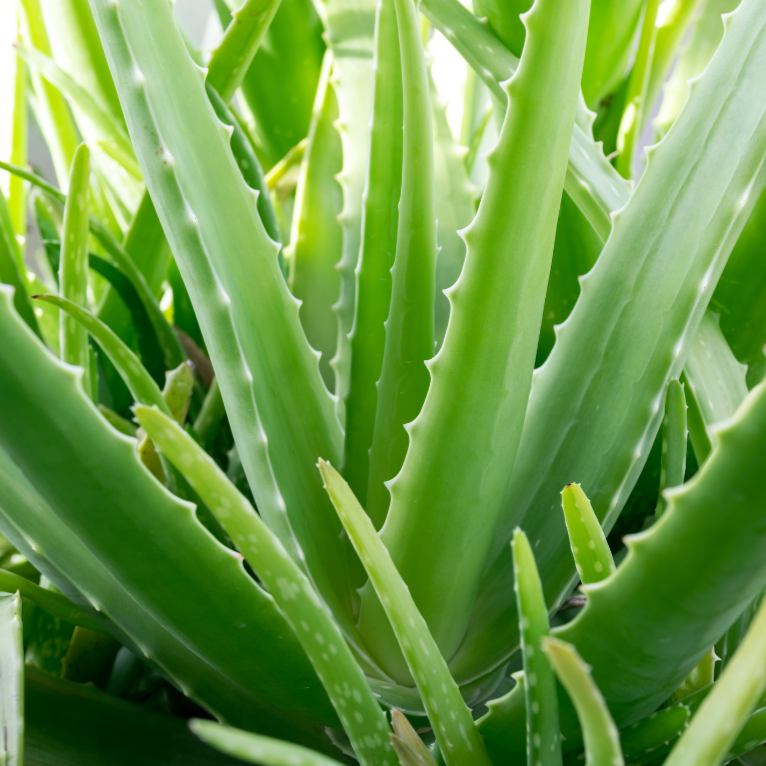 Aloe Vera (barbadensis)