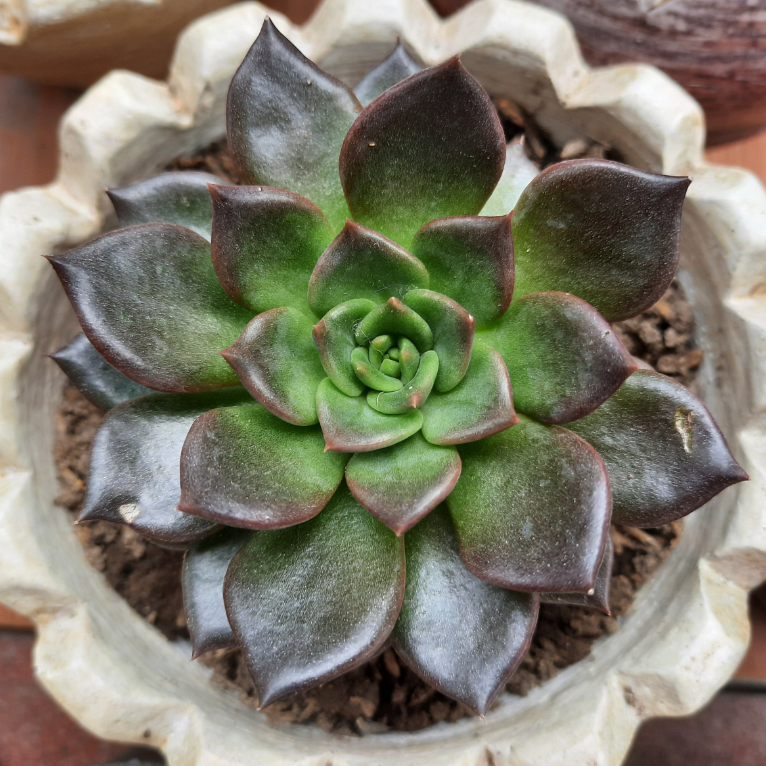 Echeveria Black PRINCE