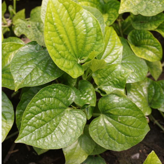 Piper Betel Plant