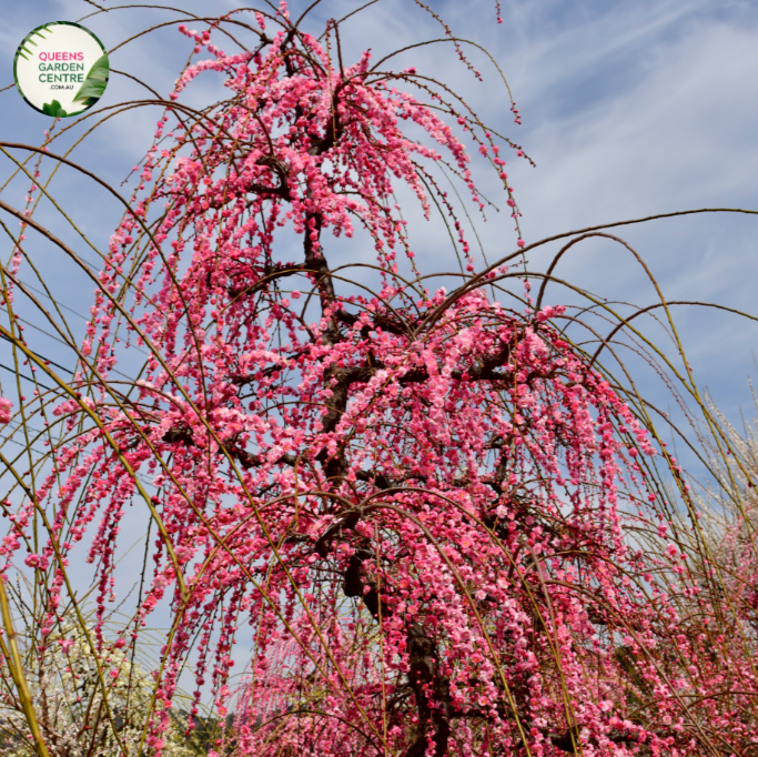 Prunus Cheals Weeping Standard