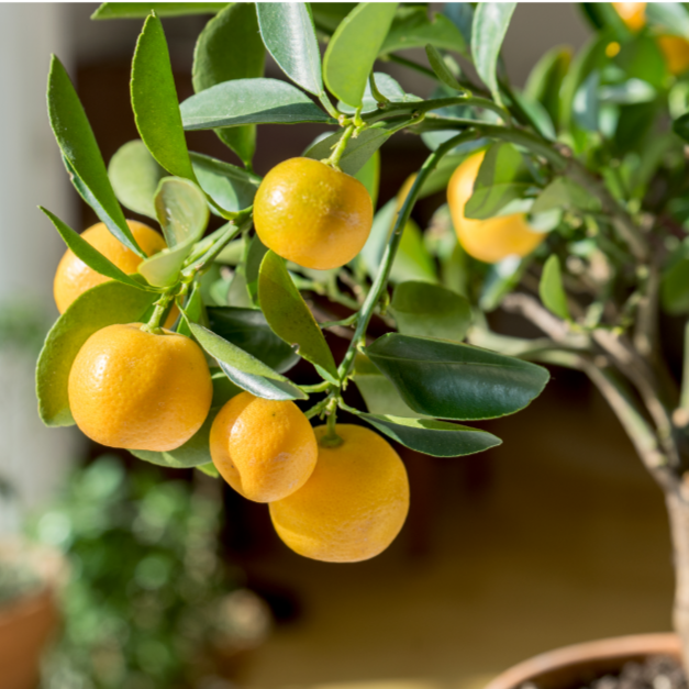 Lemon(Citrus Meyer dwarf "Lemonicious")