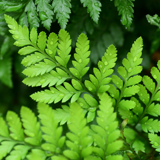 Davallia Yermanii (White Rabbits Foot Fern)