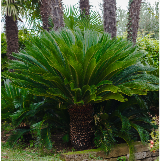 Cycas revoluta