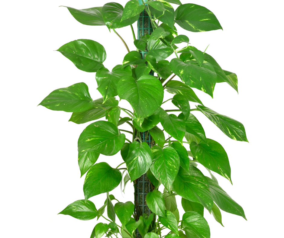 Epipremnum Aureum Pearls