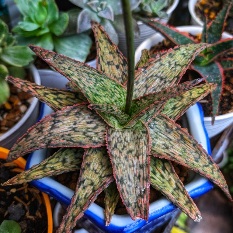 Aloe Pink Blush
