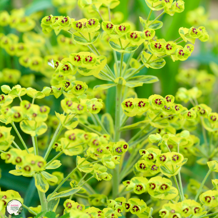Euophorbia 'Ascot Rainbow'