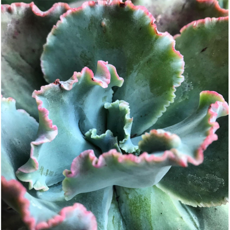 Echeveria Dicks Pink