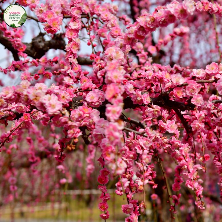 Prunus Cheals Weeping Standard