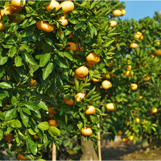 LEMON (Citrus 'Myer')