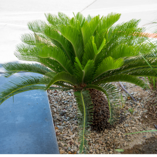 Cycas revoluta