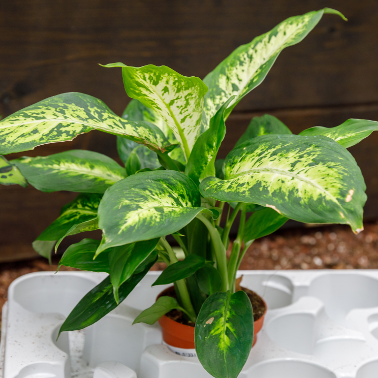 Dieffenbachia Amy
