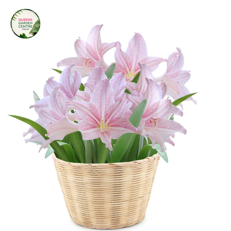 Hippeastrum Reticulatum