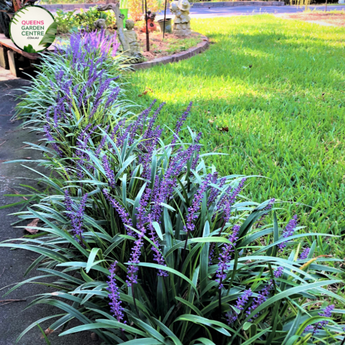 Liriope Muscari