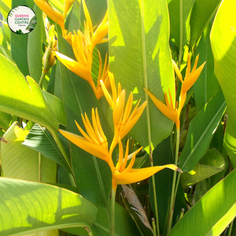 Heliconia Caribaea Gold